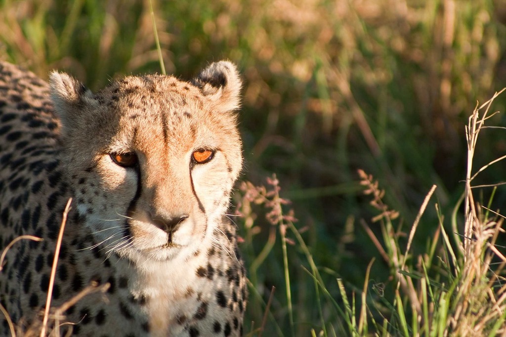 Leopard Wildlife Masai Mara - Free photo on Pixabay - Pixabay