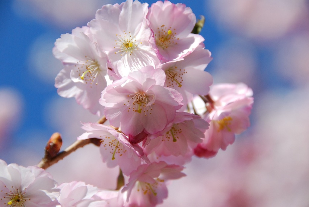 cherry blossom, cherry , blossom , pink , flowers , animated