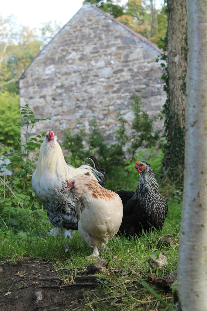 Giant Chicken Brahma Standing On Ground In Farm Area Stock Photo