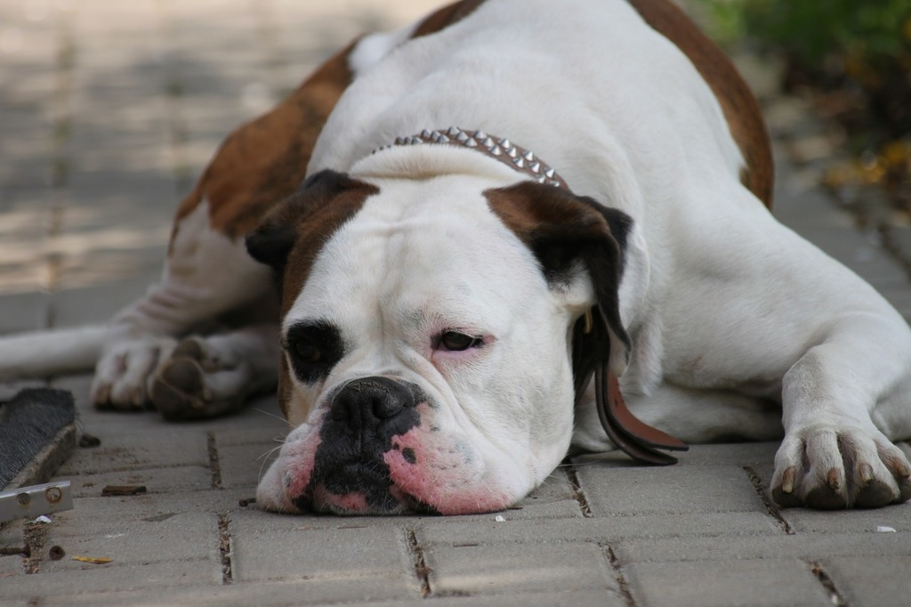 Dog Boxer Black-And-White Domestic - Free photo on Pixabay - Pixabay