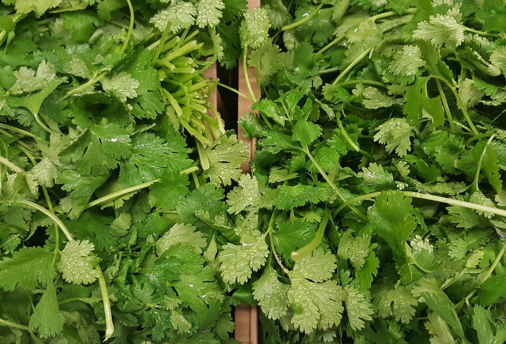 Double Handed Herb Chopper and Green Leaves with Selective Focus on Chopper  Stock Photo - Image of coriander, freshness: 172190506