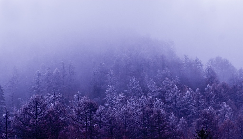 A forest covered in snow and fog on a cloudy day. Cloud landscape ching  ming. - PICRYL - Public Domain Media Search Engine Public Domain Image