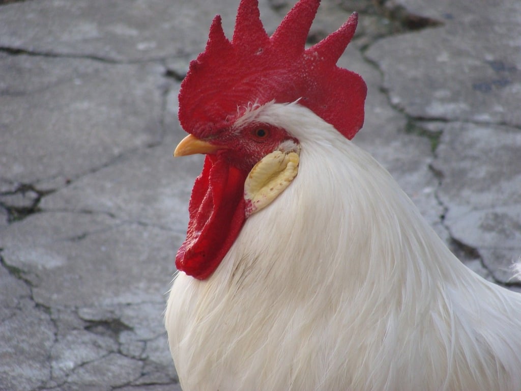 A close up of a rooster with a red comb. Cock animal poop. - PICRYL -  Public Domain Media Search Engine Public Domain Image