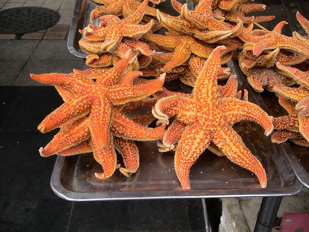 Star fish for casual and serious collectors