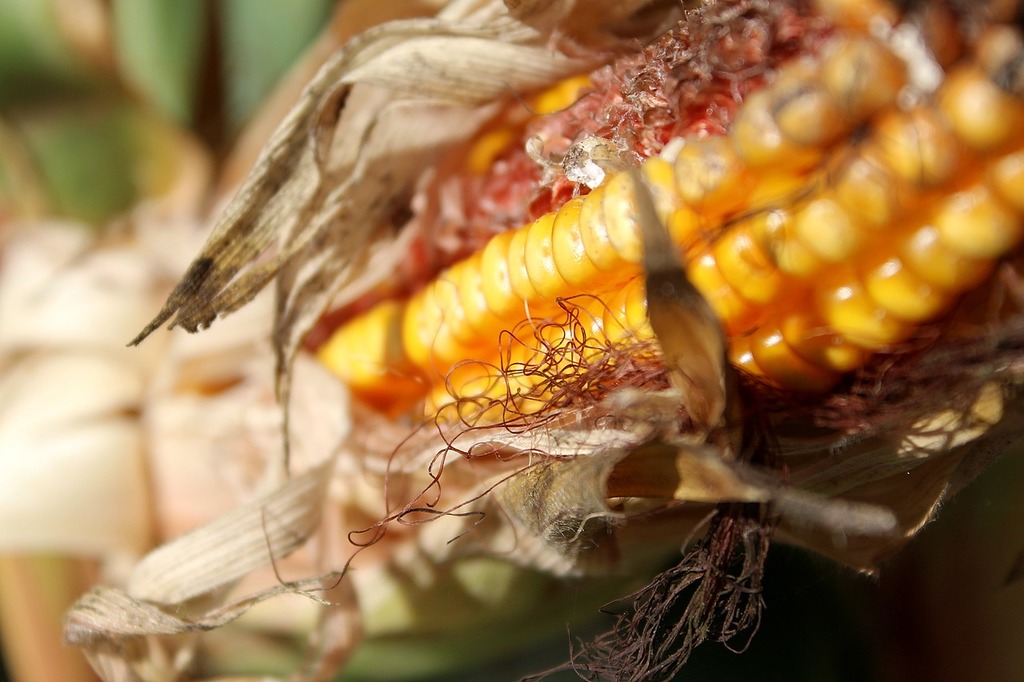 A close up of a corn cob on a table. Corn on the cob corn - PICRYL - Public  Domain Media Search Engine Public Domain Search