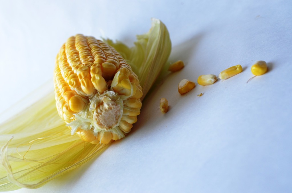 A close up of a corn cob on a table. Corn on the cob corn - PICRYL - Public  Domain Media Search Engine Public Domain Search