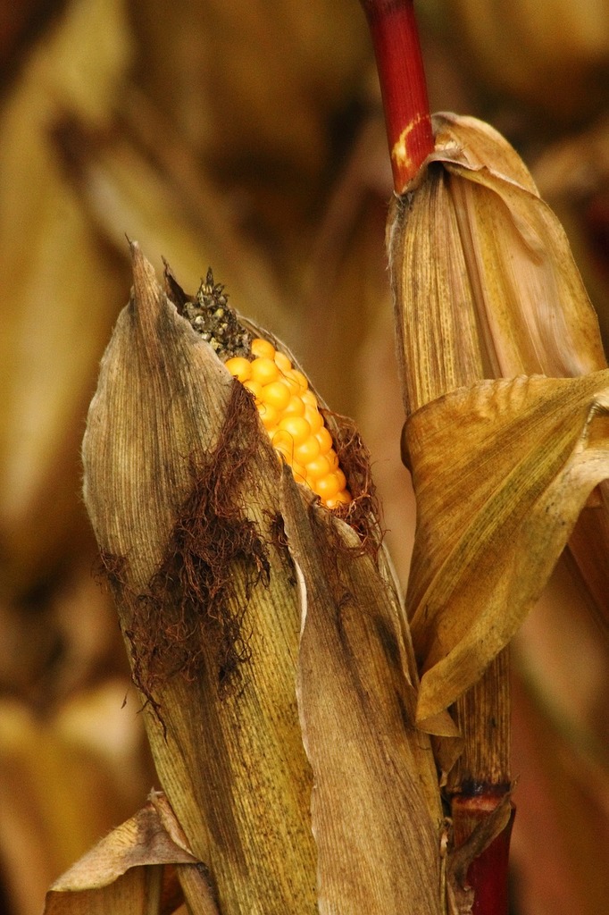 A close up of a corn cob on a table. Corn grain corn on the cob,  backgrounds textures. - PICRYL - Public Domain Media Search Engine Public  Domain Search