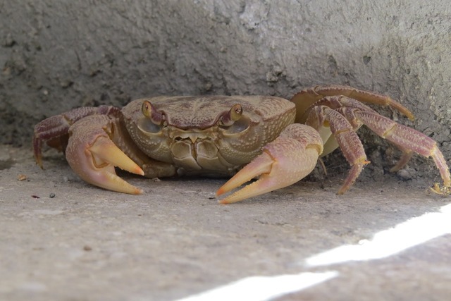 crabs, Louisiana, Terrebonne, Lafourche, environment