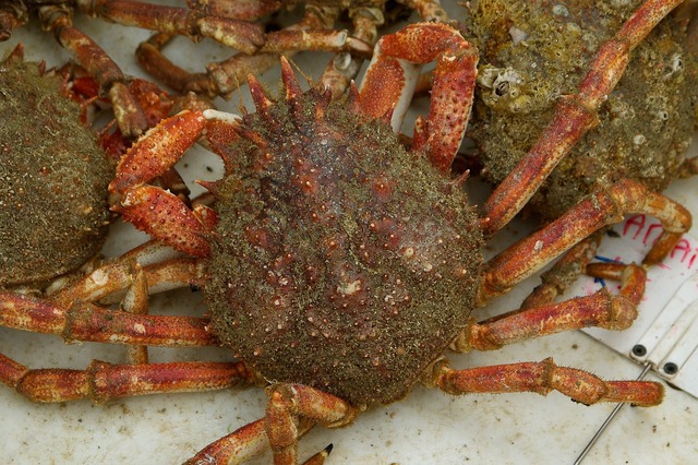 crabs, Louisiana, Terrebonne, Lafourche, environment