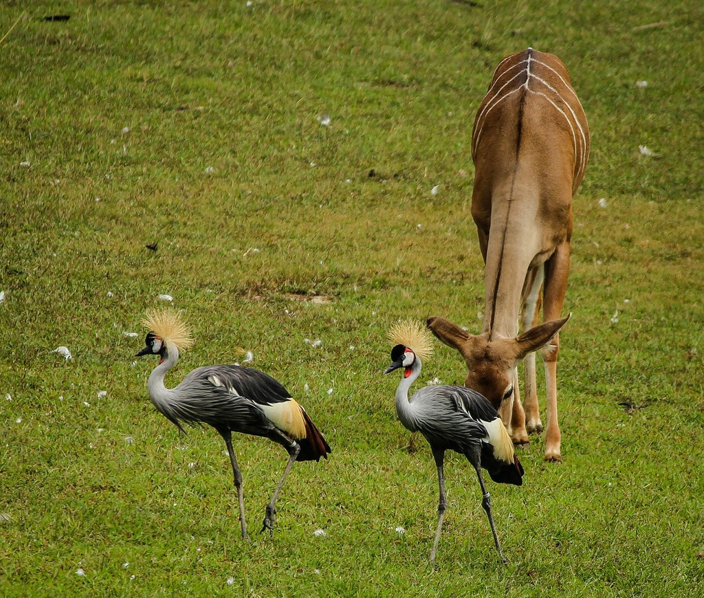 A couple of birds that are standing in the grass. Crane east african ...