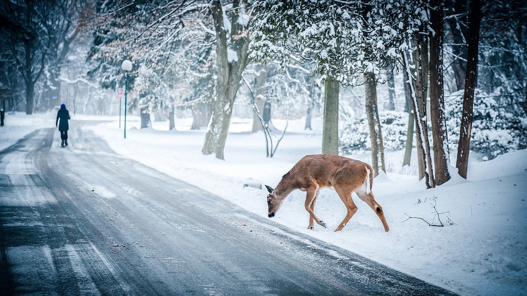 A deer that is standing in the snow. Deer crossing winter