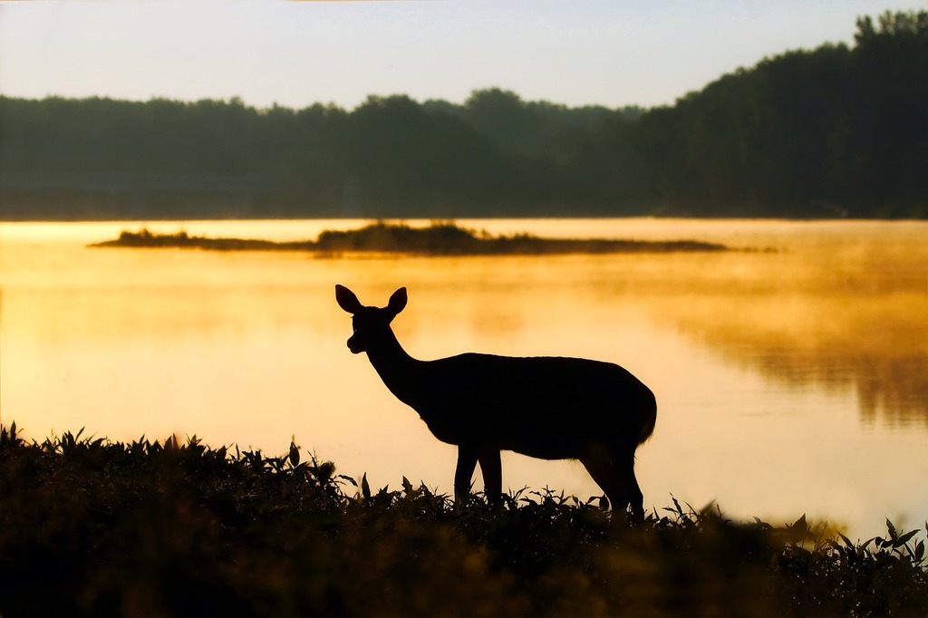 A deer standing in front of a body of water. Deer silhouettes lake