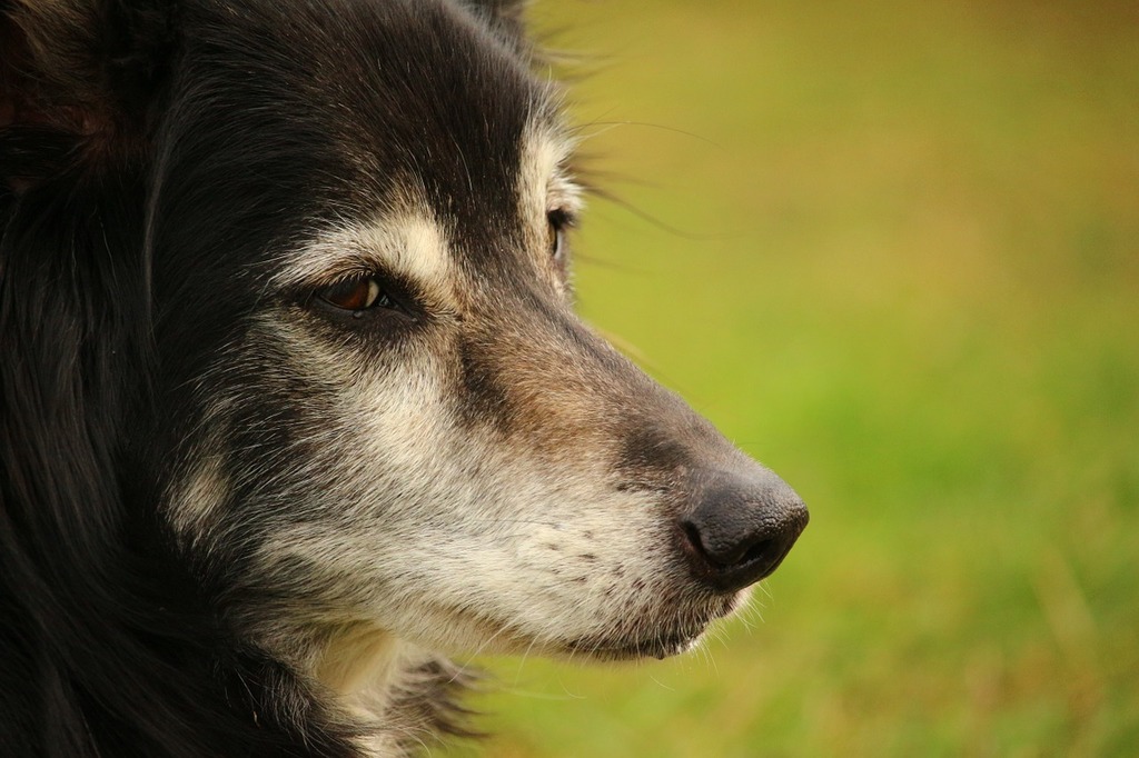 A close up of a dog's face in a field. Dog border collie herding dog. -  PICRYL - Public Domain Media Search Engine Public Domain Search