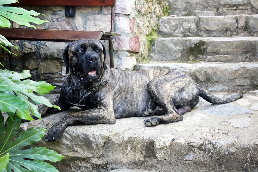 Stone guard hot sale cane corso