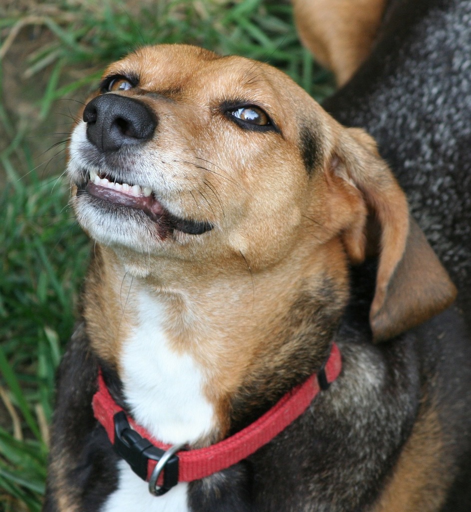 Black dog with outlet red collar