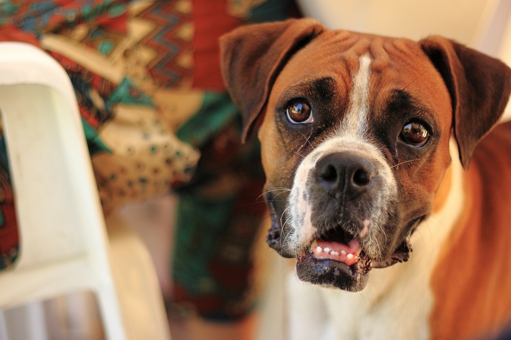 A brown and white dog standing next to a chair. Dog pet boxer. - PICRYL -  Public Domain Media Search Engine Public Domain Image