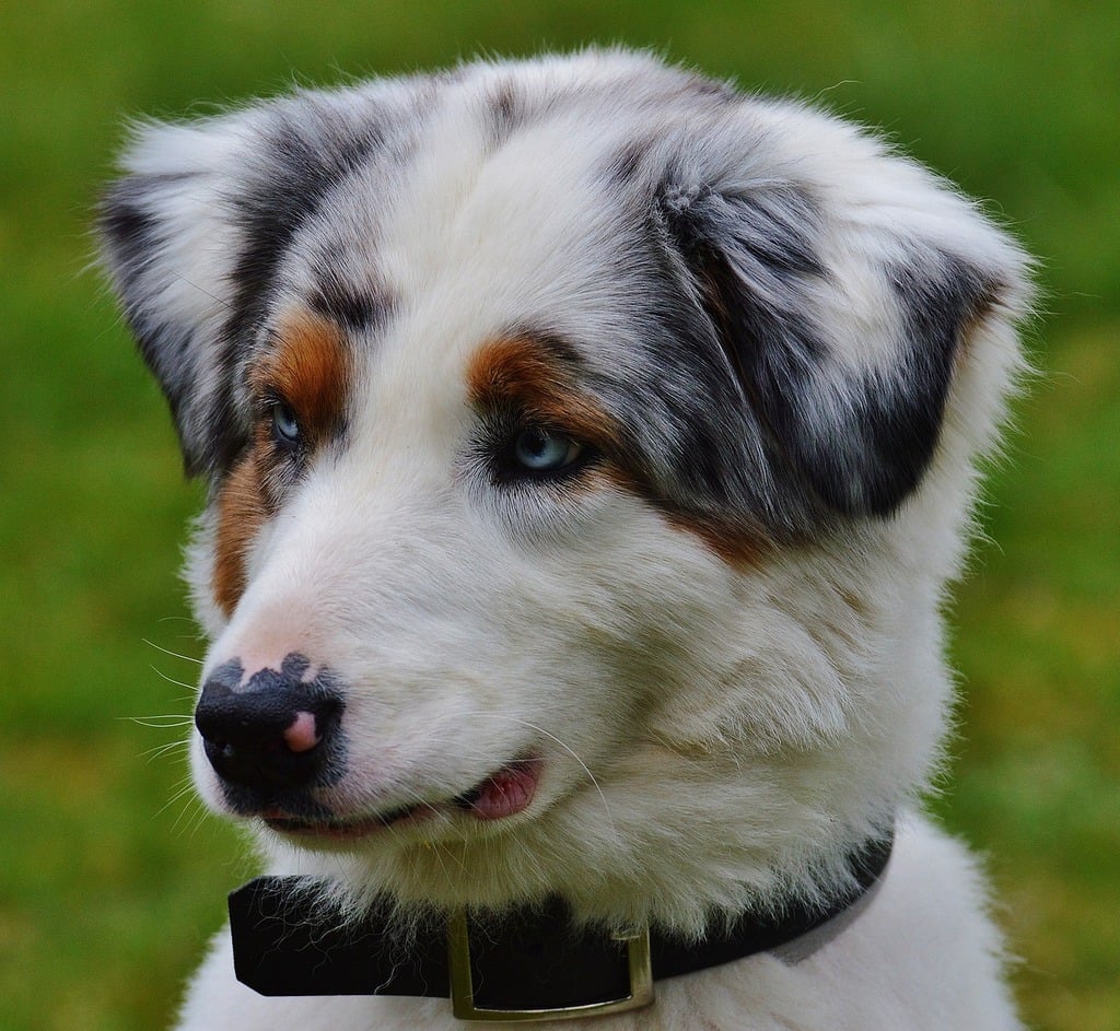 A close up of a dog wearing a collar. Dog play meadow. - PICRYL - Public  Domain Media Search Engine Public Domain Image