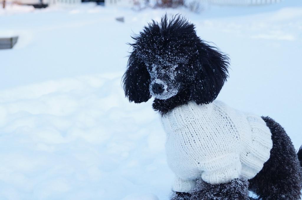 Poodle sweaters sales