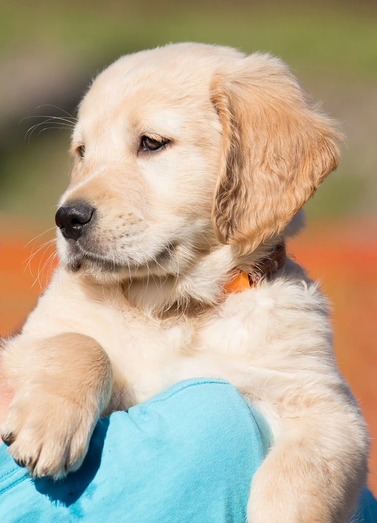 A woman holding a puppy in her arms. Dog puppy golden retriever. - PICRYL -  Public Domain Media Search Engine Public Domain Search