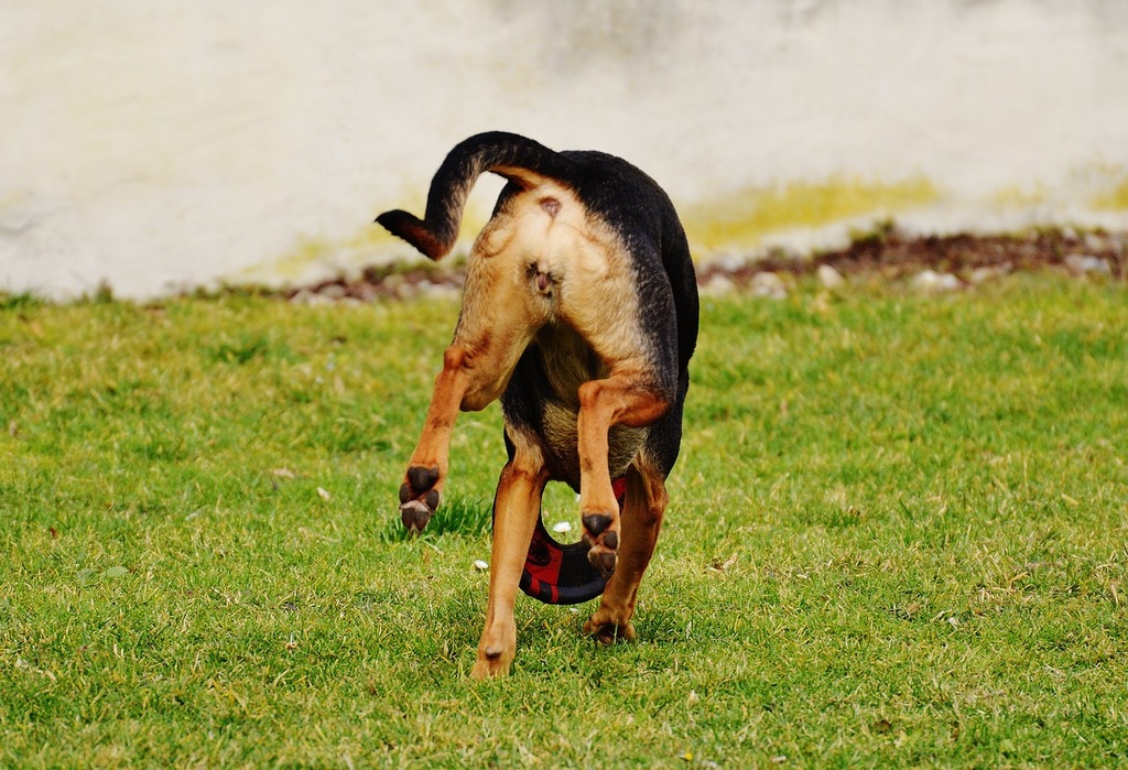 Boxer Cão - Foto gratuita no Pixabay - Pixabay