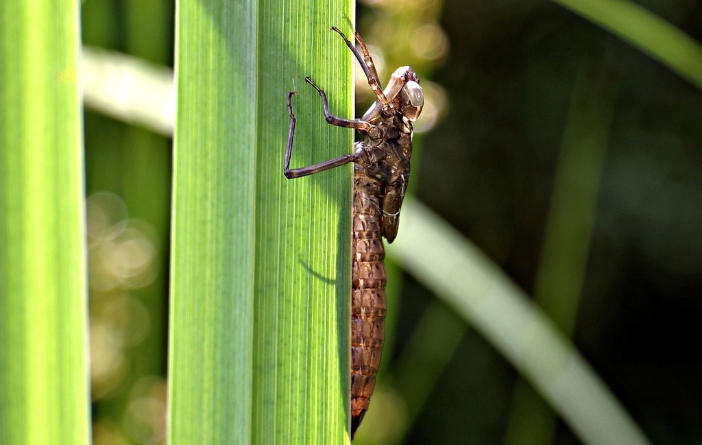 A bug that is sitting on some grass. Dragonfly dragonfly cocoon