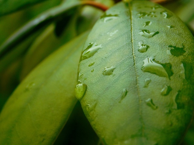 A close up of a leaf on a branch. Rosenblatt rose leaf. - PICRYL - Public  Domain Media Search Engine Public Domain Search