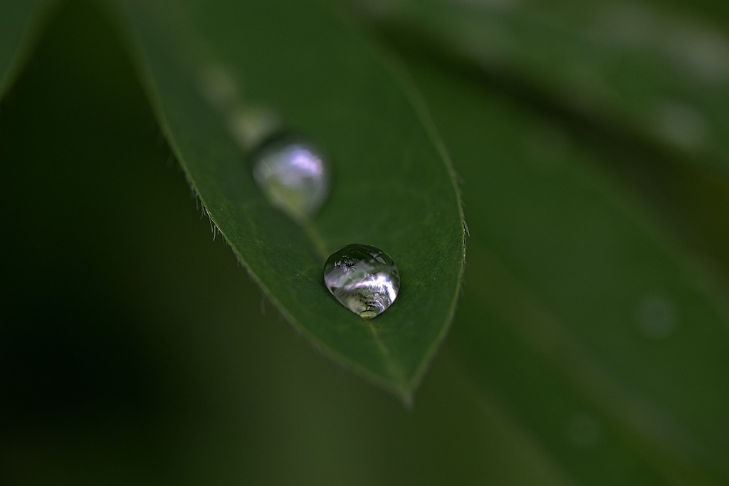 Water drops that appear on leaves are the result of a natural process