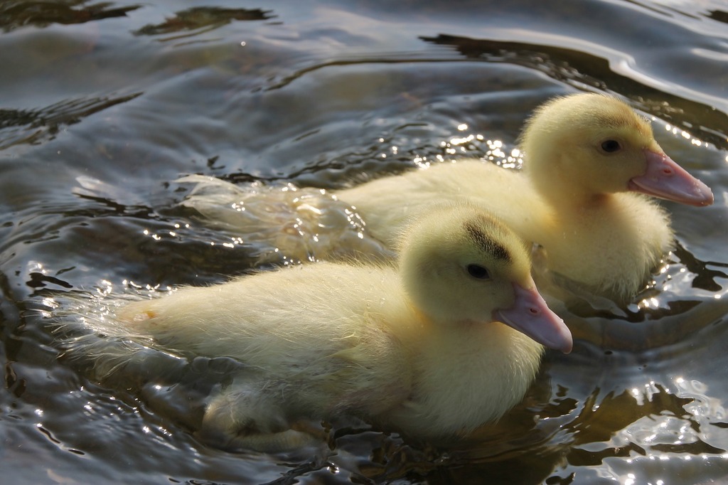 baby ducklings swimming