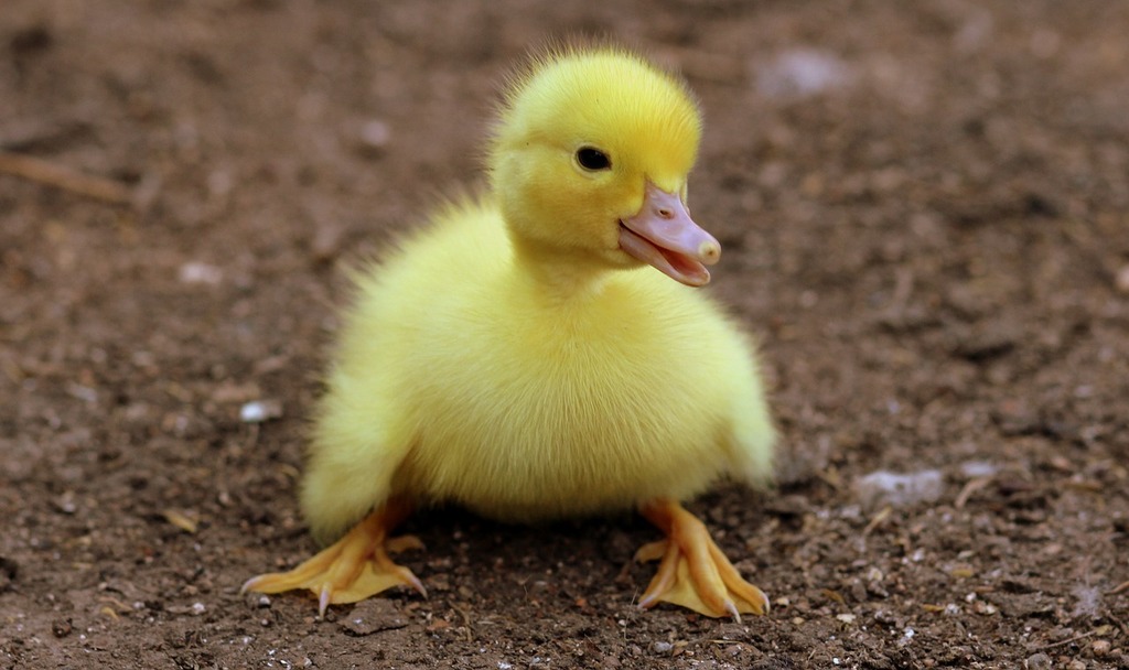 yellow baby duck