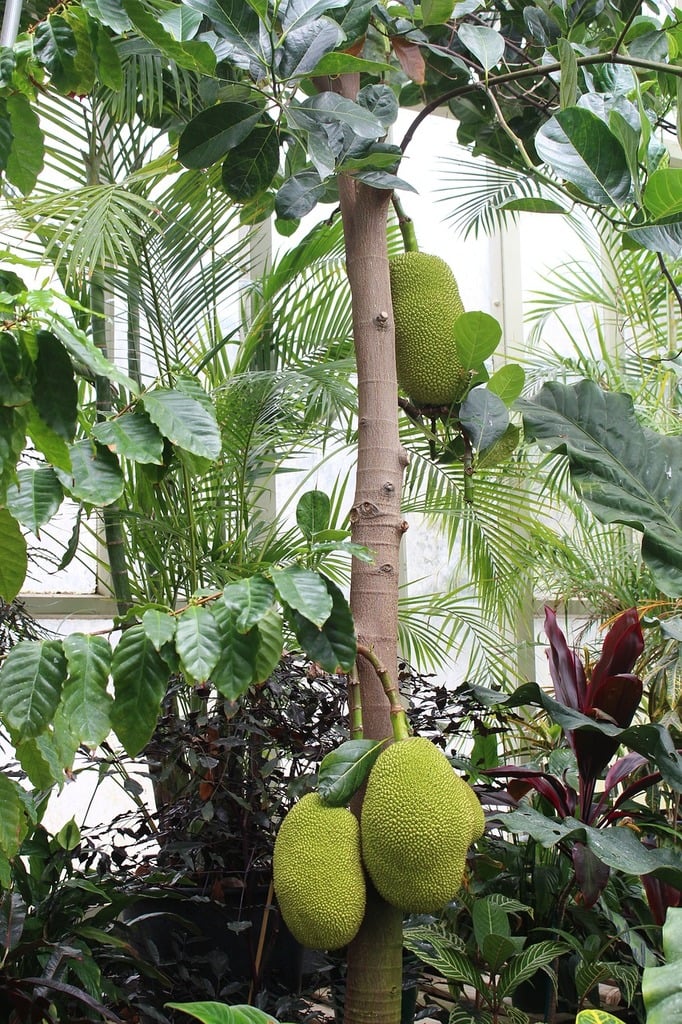 durian fruit tree