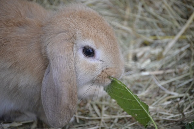 A small rabbit is eating a leaf in the hay. Dwarf hare brown floppy ear ...