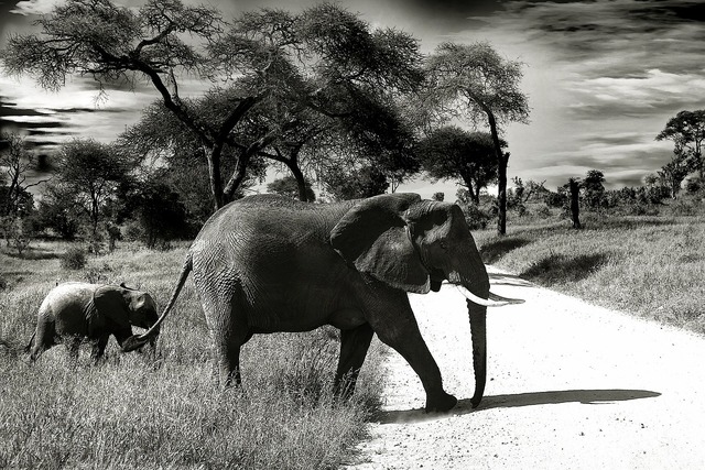 10 Elephant Child Image: PICRYL - Public Domain Media Search Engine Public  Domain Search}
