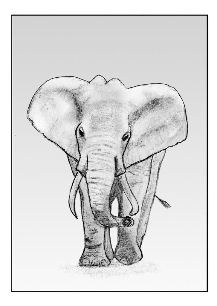 Elephant pencil drawing Drawing by Nimana Tharuja | Saatchi Art