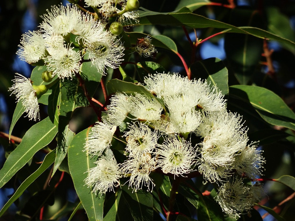 gum tree eucalyptus flowers