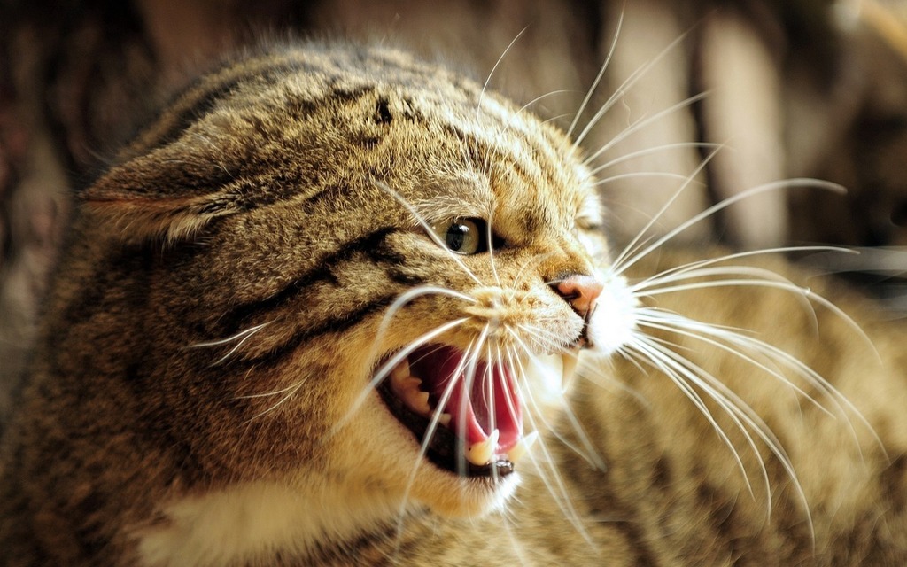 Cat Angry Face - Free photo on Pixabay - Pixabay