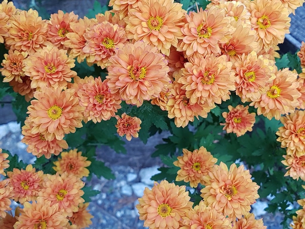 fall-flowers-chrysanthemum-flower-wallpa
