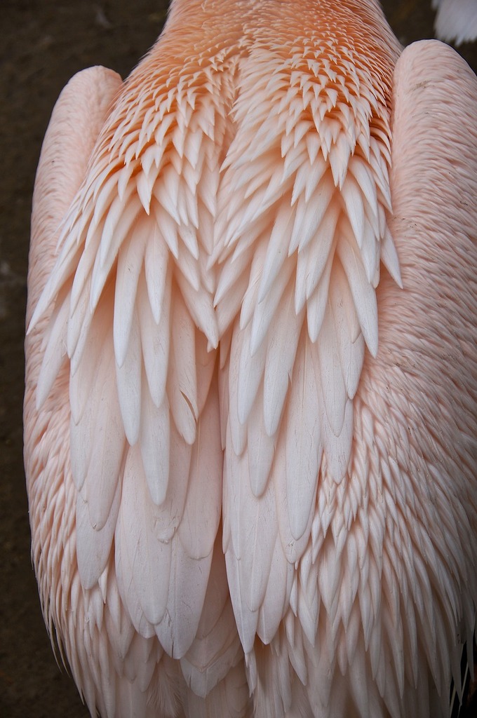 A close up of a pink bird with white feathers. Feather pink