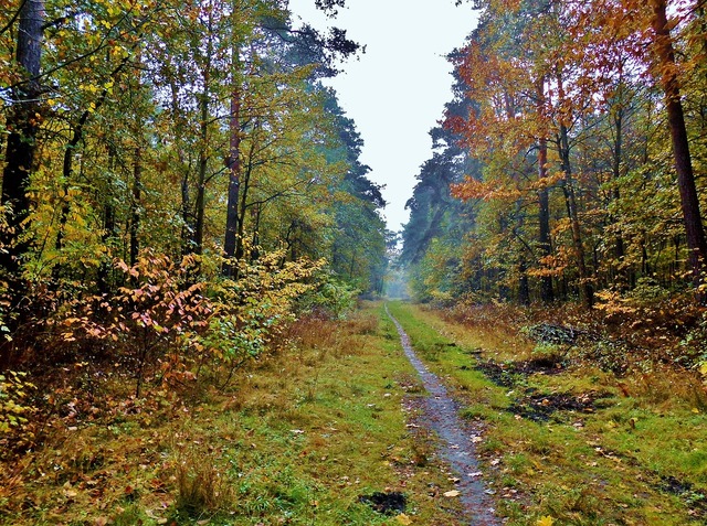 A dirt path in the middle of a forest. Forest mixed forest autumn. - PICRYL  - Public Domain Media Search Engine Public Domain Search