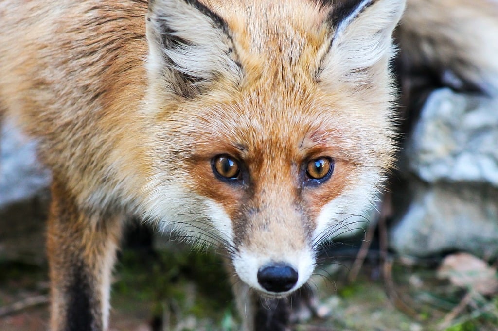 A close up of a fox's face with a rock in the background. Fox