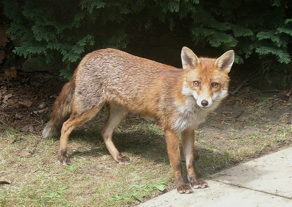 https://cdn12.picryl.com/photo/2016/12/31/fox-animal-wildlife-animals-cbea1a-1024.jpg