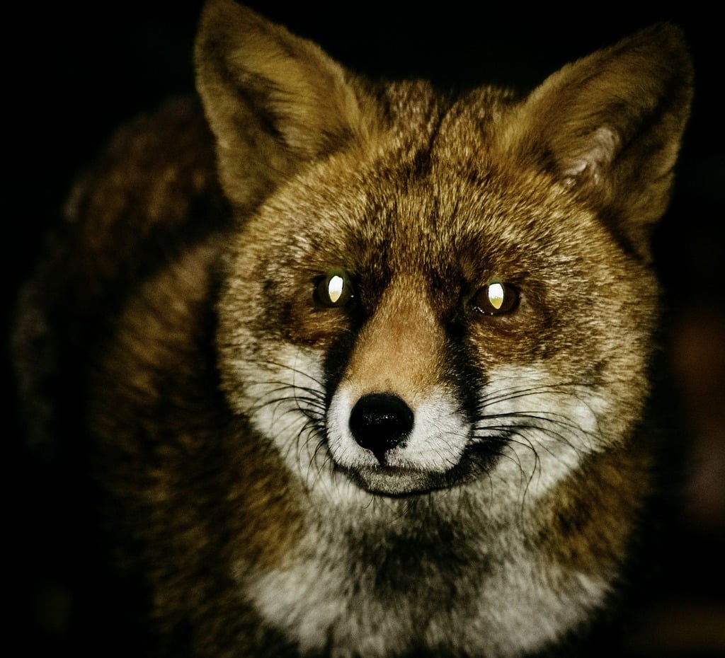 are foxes canines or vulpines