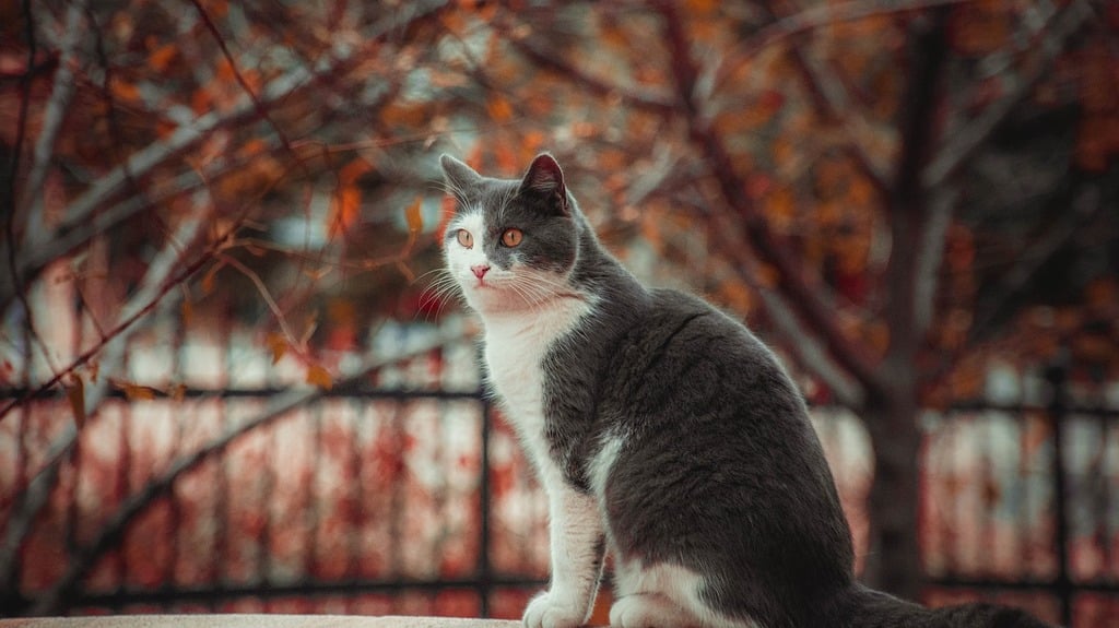 White Cat Sitting on Table - Cute Live Wallpaper - free download