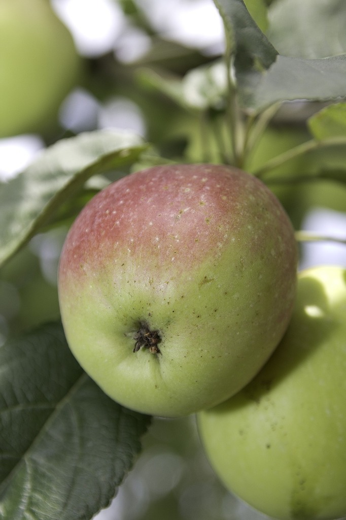 Small apples on branch - PICRYL - Public Domain Media Search Engine Public  Domain Search