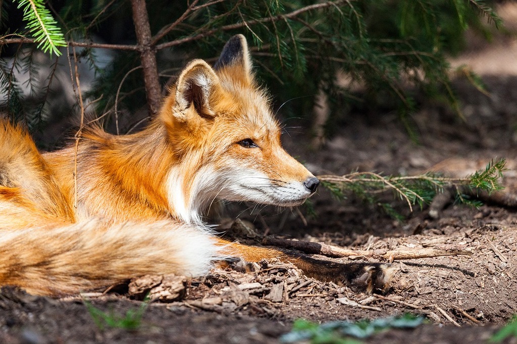 A red fox laying down in the dirt. Fuchs wild wild animal