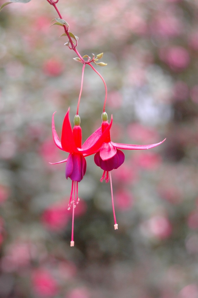 How to Grow and Care for Fuchsia Flowers | Gardener's Path