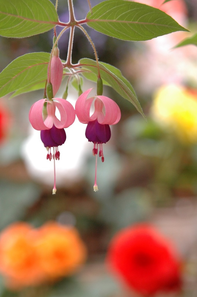 Why don't the flowers on my fuchsia open? - Ask Extension