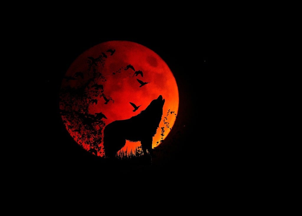 wolf sitting howling at full moon
