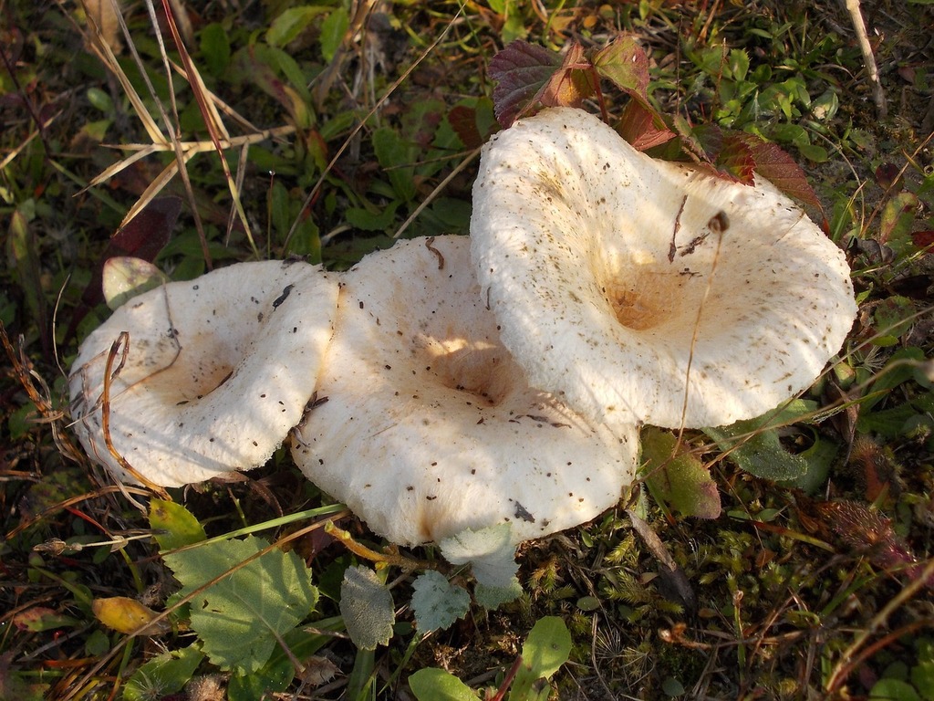 Правский груздь. Гриб белый груздь. Груздь перечный (Lactarius piperatus). Скрипица волнушка белая.