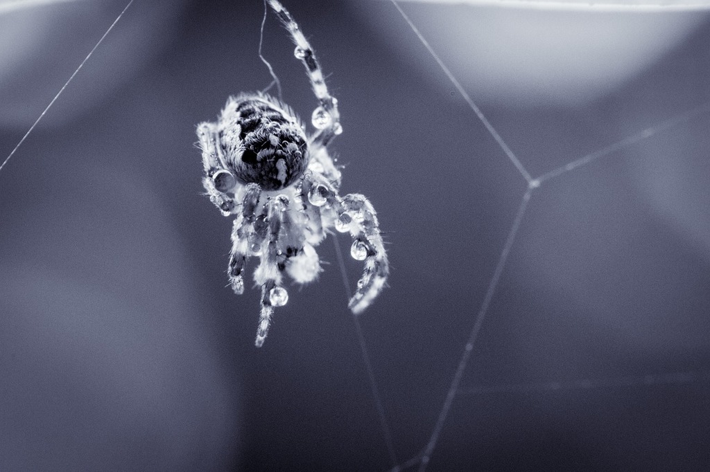 A close up of a spider on a web. Garden spider araneus diadematus spider. -  PICRYL - Public Domain Media Search Engine Public Domain Image