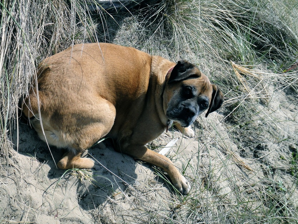 Dog Boxer Black-And-White Domestic - Free photo on Pixabay - Pixabay